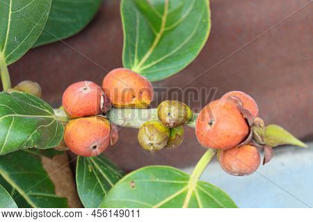 Red Colored Banyan Fruit On Tree