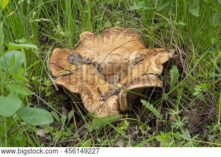 Toxic, Poisonous Mushroom Paxillus Involutus Grows In Green Grass.