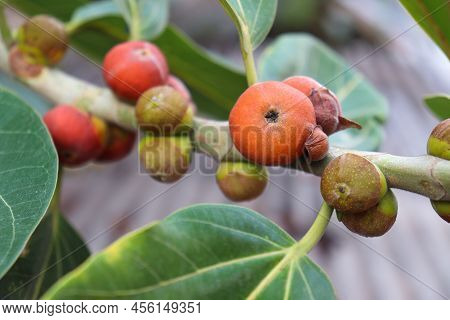 Red Colored Banyan Fruit On Tree