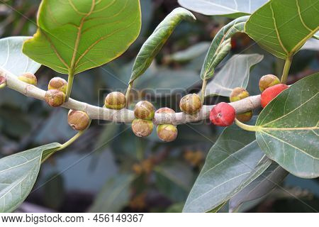 Red Colored Banyan Fruit On Tree