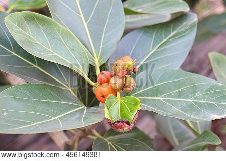 Red Colored Banyan Fruit On Tree