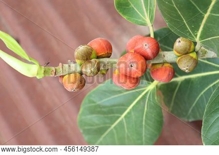 Red Colored Banyan Fruit On Tree