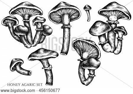 Vector Set Of Hand Drawn Black And White Honey Agaric Stock Illustration