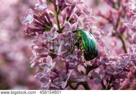 Golden Bronze, Cetonia Aurata, Is A Species Of Winged From The Subfamily Of Bronzes, Cetoniinae. Bro