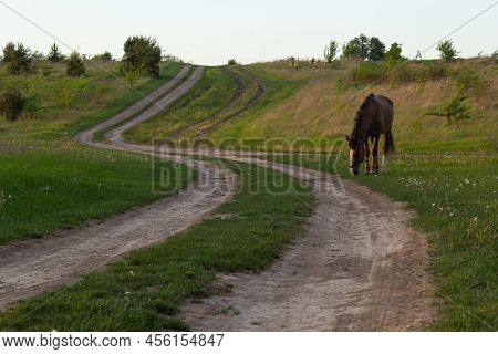 Thin Chestnut Horse Eating Grass While Grazing On Farm Grassland Pasture