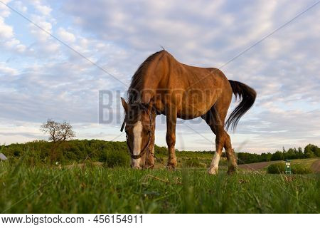 Closeup Side View Of Beautiful Brown Horse Eating Grass And Hay In Meadow And Green Field In Summert