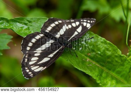 Pallas Sailer Or Common Glider Butterfly, Neptis Sappho, Guarding Its Territory