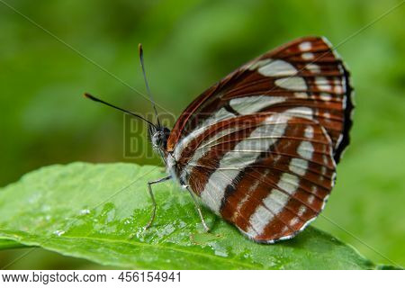 A Day Butterfly From The Family Nymphalidae, Neptis Sappho. The Butterfly Is Very Trusting, Is Not A