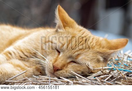 Close-up Of A Red Domestic Cat Resting Peacefully In The Hay On A Warm Summer Day. A Funny Orange St