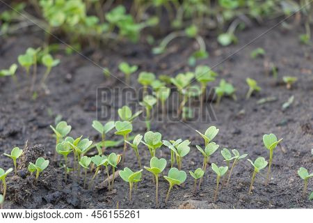 Selective Focus Shot Of Arugula Seedlings Germinatet In The Garden. Benefits Of Argula Concept.