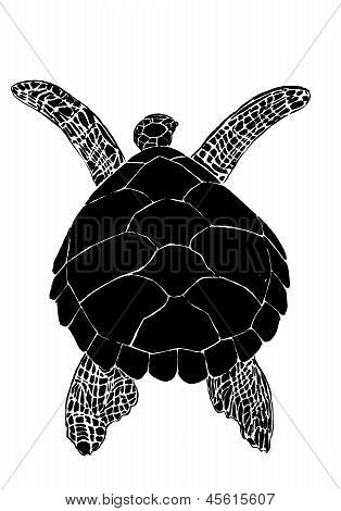 Sea Turtle
