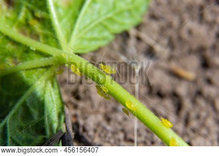 Branch Of Fruit Tree With Wrinkled Leaves Affected By Black Aphid. Cherry Aphids, Black Fly On Cherr