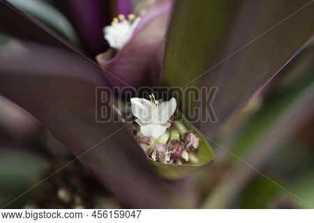 White Flower Of The Boat Lily Or Moses-in-the-cradle In Bloom. Tradescantia Spathacea Inflorescence.