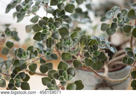 Aichryson Bethencourtianum Leaves Close-up. Rare Decorative Desert Plant.