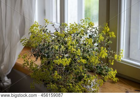Aichryson Bethencourtianum Plant With Yellow Flowers In The Pot On Windowsill.