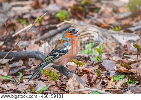 The Common Chaffinch, Fringilla Coelebs, Sits On The Ground In Spring. Beautiful Forest Bird Common 