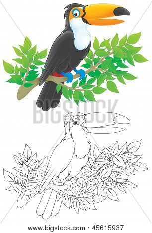Toucan