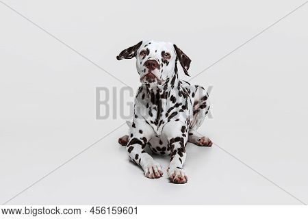 Young Beautiful Thoroughbred Dalmatian Dog Posing Isolated Over Gray Studio Background. Concept Of B