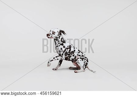 Young Beautiful Thoroughbred Dalmatian Dog Posing Isolated Over Gray Studio Background. Concept Of B