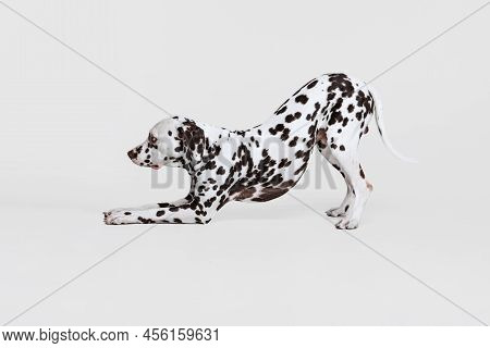 One Adorable Thoroughbred Dalmatian Dog Posing Isolated Over Gray Studio Background. Concept Of Bree
