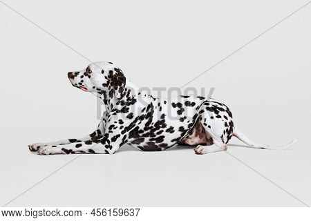 Young Beautiful Thoroughbred Dalmatian Dog Posing Isolated Over Gray Studio Background. Concept Of B