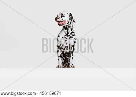 One Adorable Thoroughbred Dalmatian Dog Posing Isolated Over Gray Studio Background. Concept Of Bree