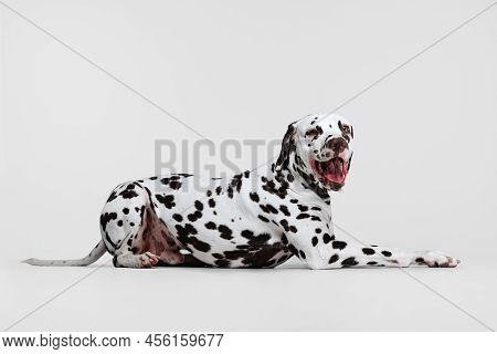 Young Beautiful Thoroughbred Dalmatian Dog Posing Isolated Over Gray Studio Background. Concept Of B