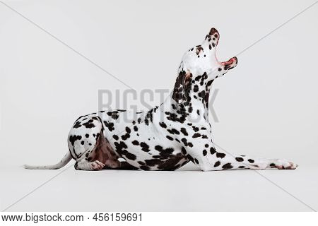 One Adorable Thoroughbred Dalmatian Dog Posing Isolated Over Gray Studio Background. Concept Of Bree