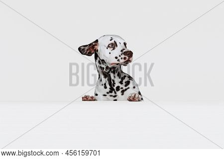 Half-length Portrait Of Cute Puppy Of Dalmatian Dog Isolated Over Grey Studio Background. Concept Of
