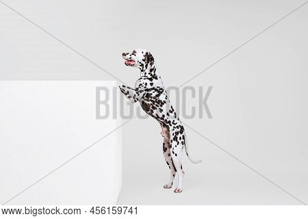 Full-length Portrait Of Young Beautiful Dalmatian Dog Posing Isolated Over Gray Studio Background. C