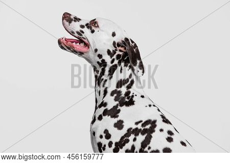 Profile View Of Elegant Dalmatian Dog Looking Up Isolated Over Grey Studio Background. Concept Of Br