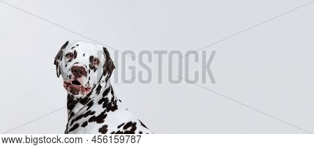 Half-length Portrait Of Cute Puppy Of Dalmatian Dog Isolated Over Grey Studio Background. Concept Of