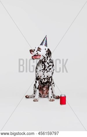 Cute Funny Purebred Dog, Dalmatian Tasting Lemonade Isolated Over Gray Studio Background. Concept Of