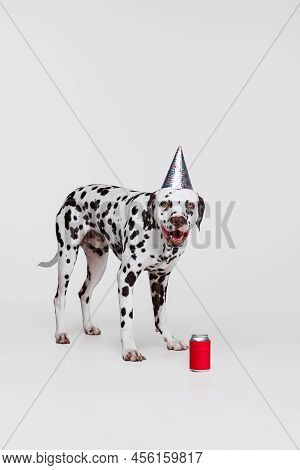 Cute Funny Purebred Dog, Dalmatian Tasting Lemonade Isolated Over Gray Studio Background. Concept Of