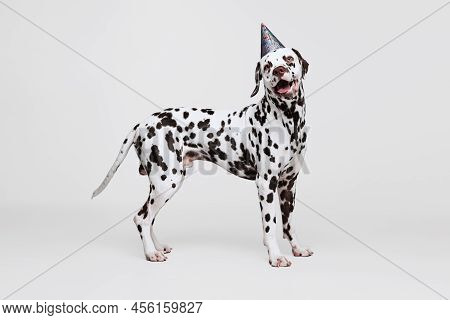One Adorable Thoroughbred Dalmatian Dog Posing Isolated Over Gray Studio Background. Concept Of Bree