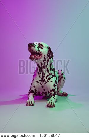 Charming Doggy, Young Dalmatian Dog Posing Isolated Over Gradient Green-purple Studio Background In 