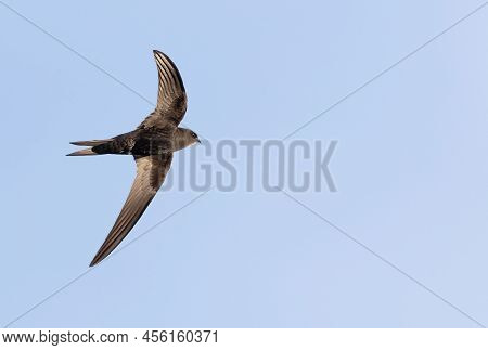 Common Swift, Apus Apus. A Bird In Flight Against The Sky