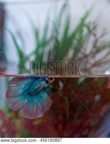 Multicolored Halfmoon Pet Beta Fish (betta Splendens) In A Fishbowl And Swimming Just Below The Wate