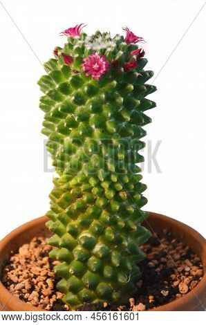 Mammillaria Polythele Cactus