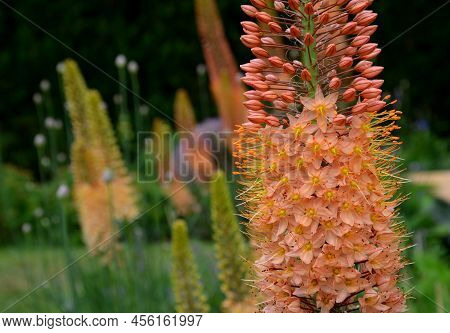 Flowerbed With Tall Perennial Plant Of White Flowers And Undergrowth Of Yellow Perennials And Sage I