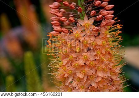 Flowerbed With Tall Perennial Plant Of White Flowers And Undergrowth Of Yellow Perennials And Sage I