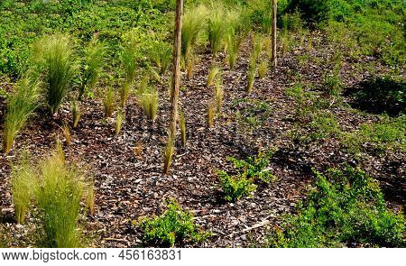 The Dry Leaves Of The Grass Curl In The Wind And Look Like Hair. Lawn And Several Trees. Flowerbed W