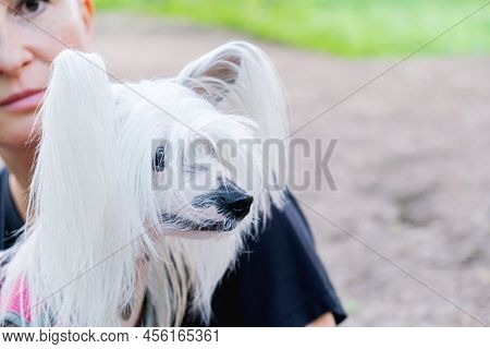 Chinese Crested Dog With Long White Hair On Its Muzzle Is Resting On Its Owner's Lap. Close-up Portr