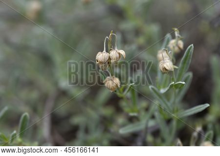 Rock Rose Fire Dragon Seeds In The Garden