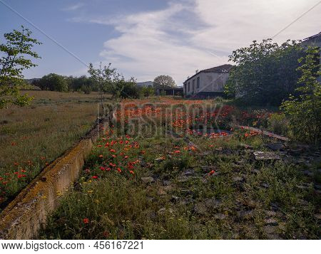 Spring Hiking In Georgia Kahetia Region In Nature Of Fields