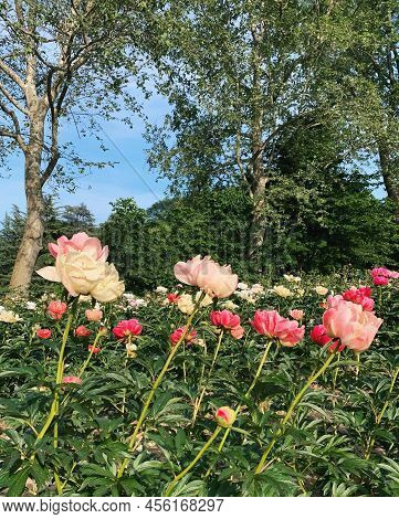 Beautiful Fresh Coral Rpink And Pastel Yellow Peony Flowers In Full Bloom In The Garden. Summer Natu