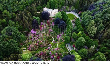 Aerial View Of Colorful Blooming Rhododendron Shrubs Among The Trees In The Oasi Zegna, Natural Area