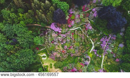 Aerial Top Down View Of Colorful Blooming Rhododendron Shrubs Among The Trees In The Oasi Zegna, Nat