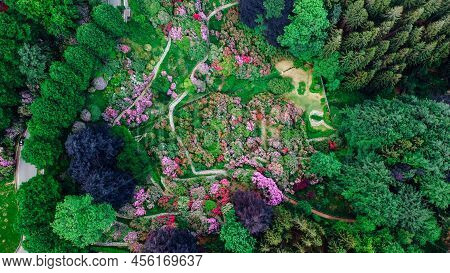 Aerial Top Down View Of Colorful Blooming Rhododendron Shrubs Among The Trees In The Oasi Zegna, Nat