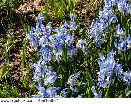 Close-up Shot Of The Ornamental Plant - Scilla Rosenii Bearing Racemes Of Star-shaped, Very Pale Blu